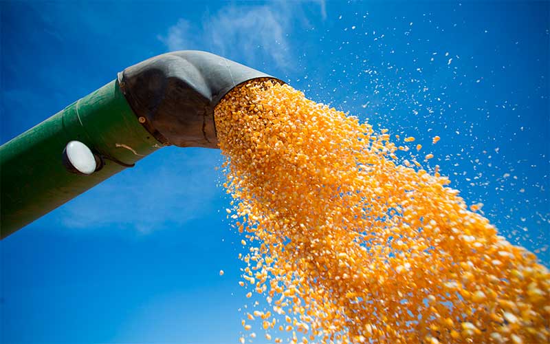 Safra de grãos deve crescer 6,3% e fechar com recorde em 2019