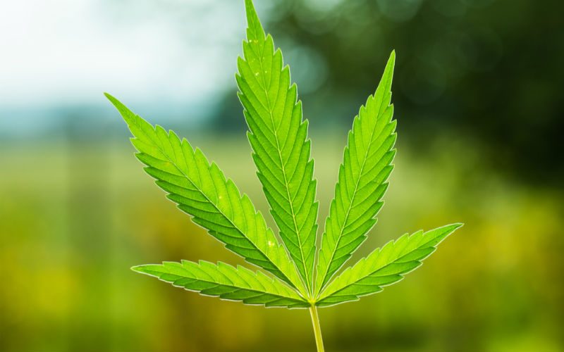Anvisa autoriza fabricação e venda de medicamentos à base de Cannabis