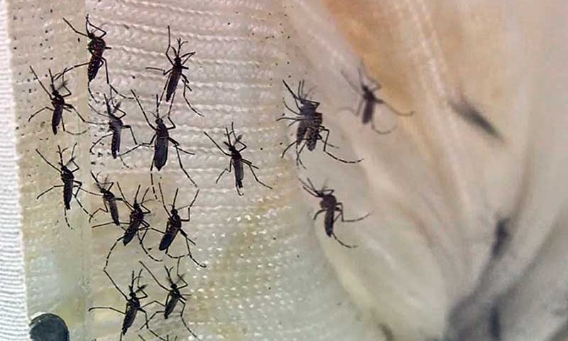 Dengue ameaça estados do Nordeste, Espírito Santo e Rio