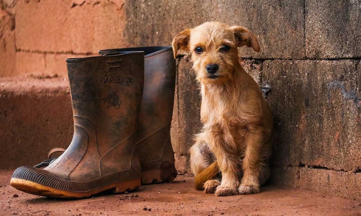 Animais especiais resgatados em Brumadinho aguardam adoção responsável