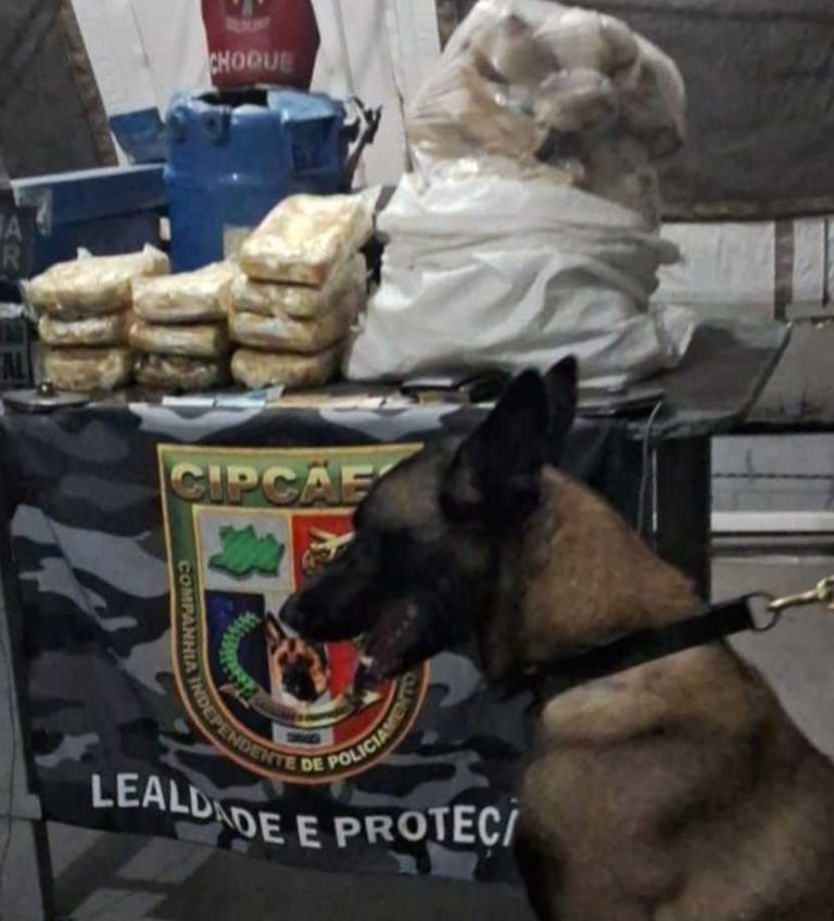 Base Arpão: Polícia apreende 43 kg de cocaína com cão